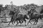 Walki nad Bzur we wrzeniu 1939 r. odtworzone podczas widowiska historycznego pt. „Obroni miasto!” w dniu 15 wrzenia 2012 r. w Sochaczewie (fot. cibor Woldaski).