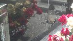 Roch abicki upamitniony na imiennej tablicy epitafijnej grobu rodzinnego na cmentarzu parafialnym w Warcie. Stan z dn. 27 sierpnia 2012 r. (fot. Dariusz Kamierczak).
